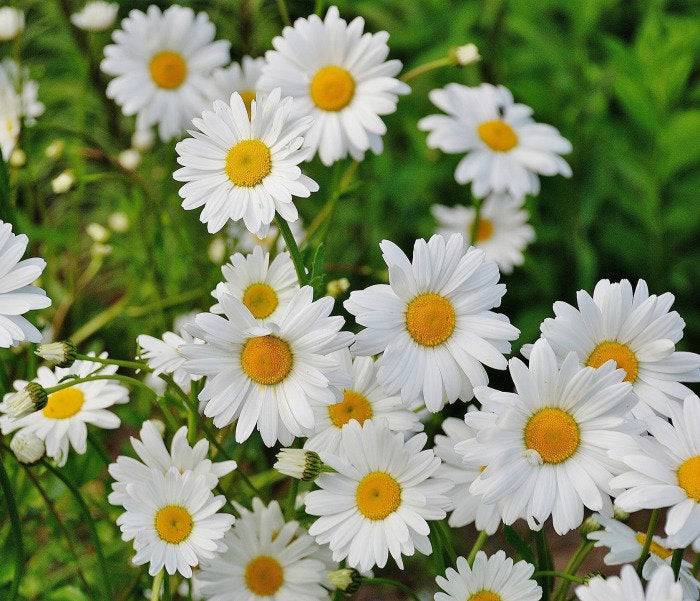 1000+ Tall Shasta Daisy Flower Seeds for Garden Planting