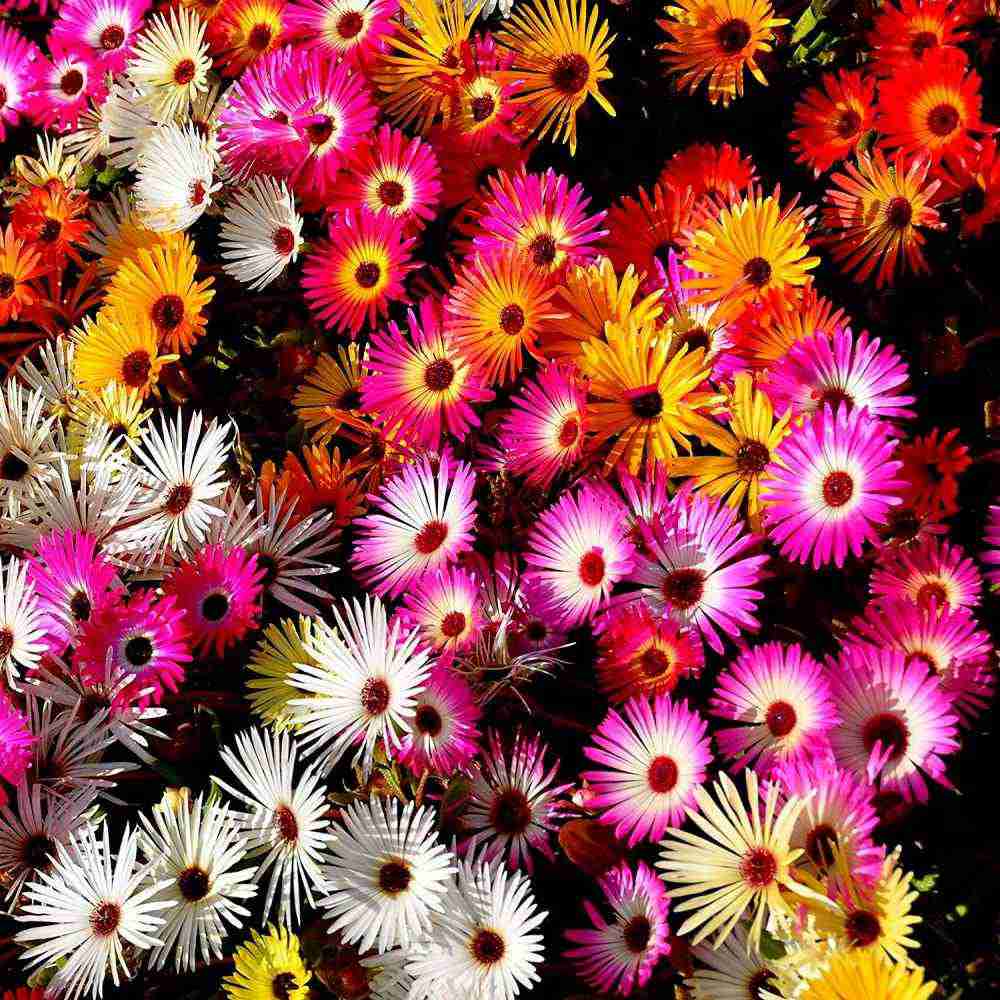 500+ Mixed Color Ice Plant Flower Seeds