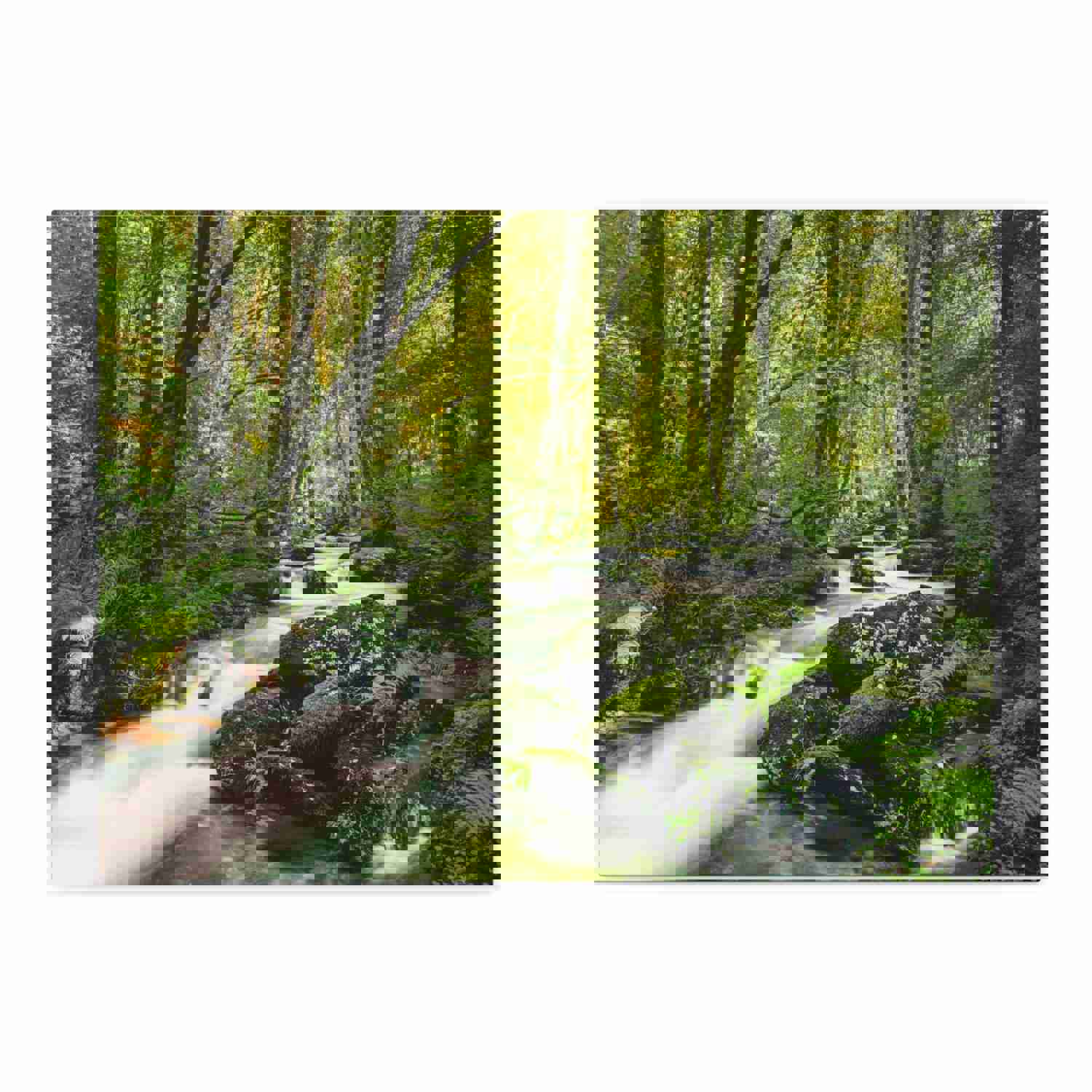 Green Forest River Nature Wilderness Photography Canvas Wall Art for Home Decor