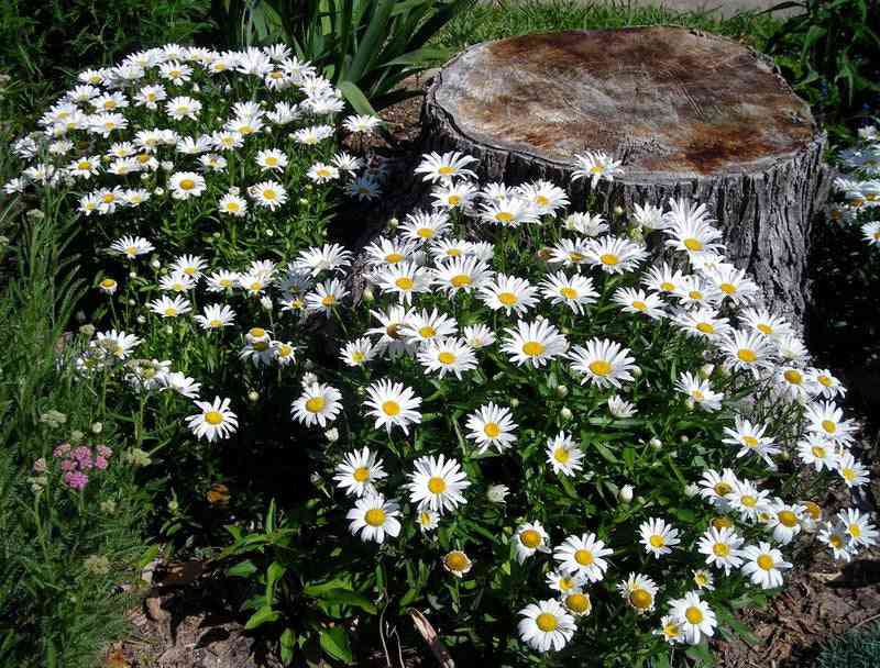 1000+ Tall Shasta Daisy Flower Seeds for Garden Planting
