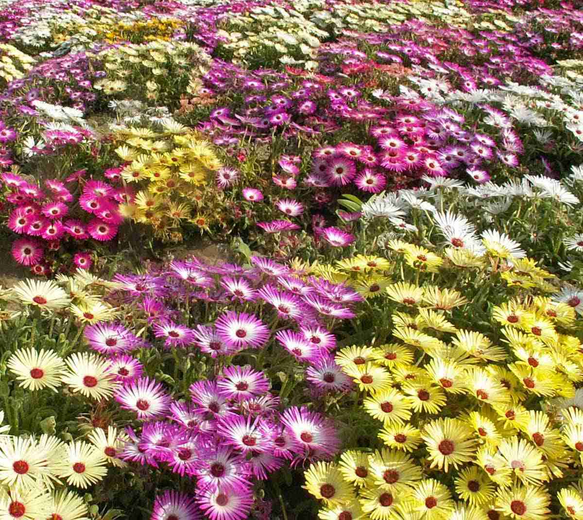 500+ Mixed Color Ice Plant Flower Seeds