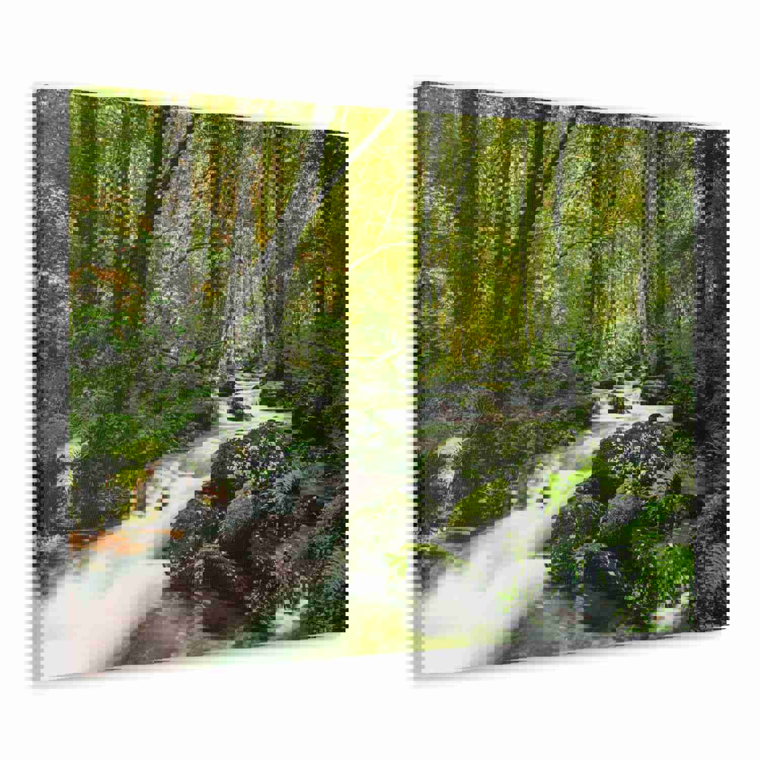 Green Forest River Nature Wilderness Photography Canvas Wall Art for Home Decor