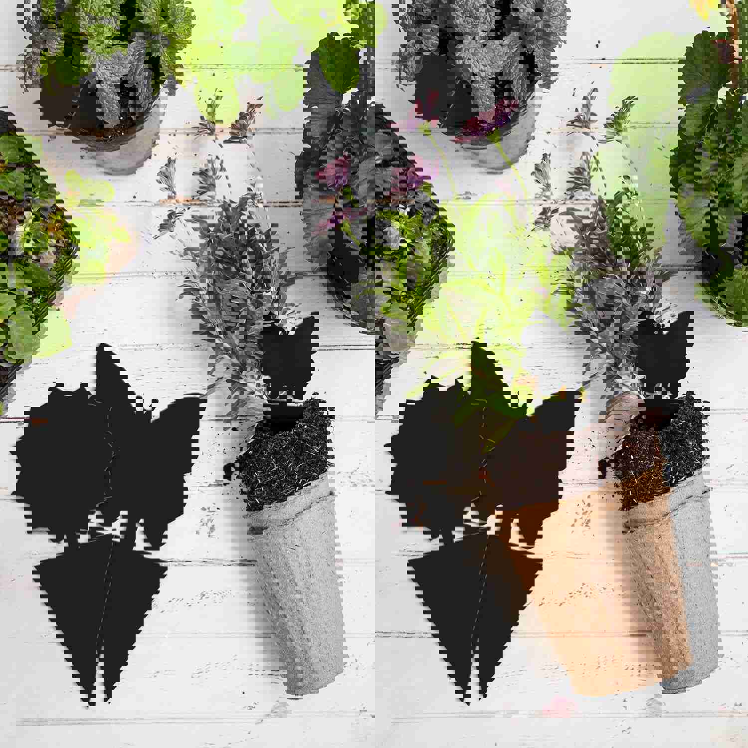 120PCS Sticky Fruit Fly Traps for Indoor & Outdoor Plants - UV Resistant & Waterproof