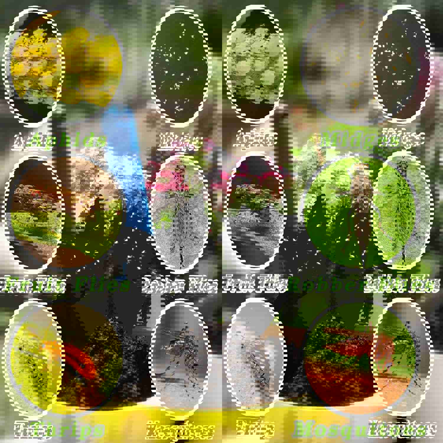 120PCS Sticky Fruit Fly Traps for Indoor & Outdoor Plants - UV Resistant & Waterproof