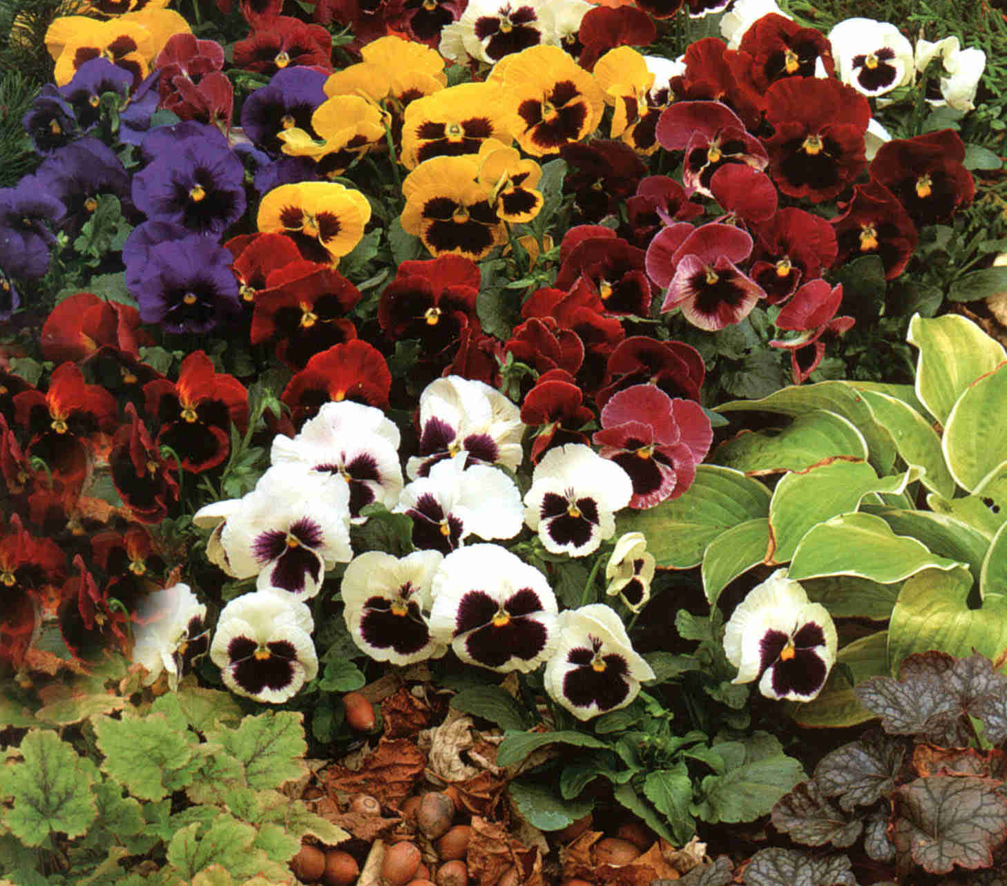 200 Swiss Giants Pansy Mixed Color Flower Seeds