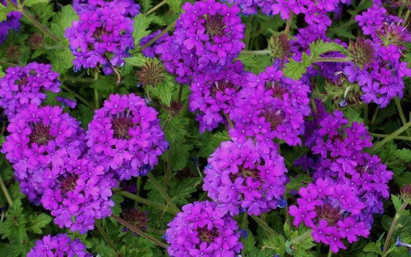 500+ Purple Moss Verbena Flower Seeds for Vibrant Ground Cover