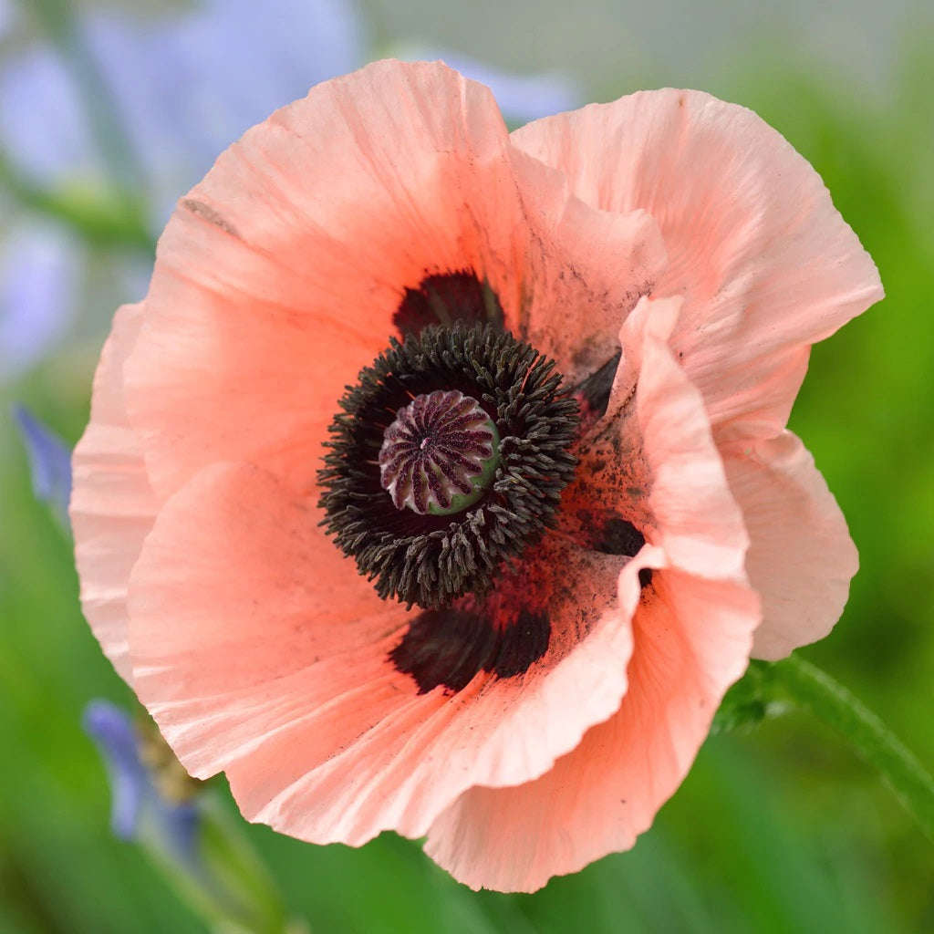 100 Deluxe Mix Oriental Poppy Flower Seeds