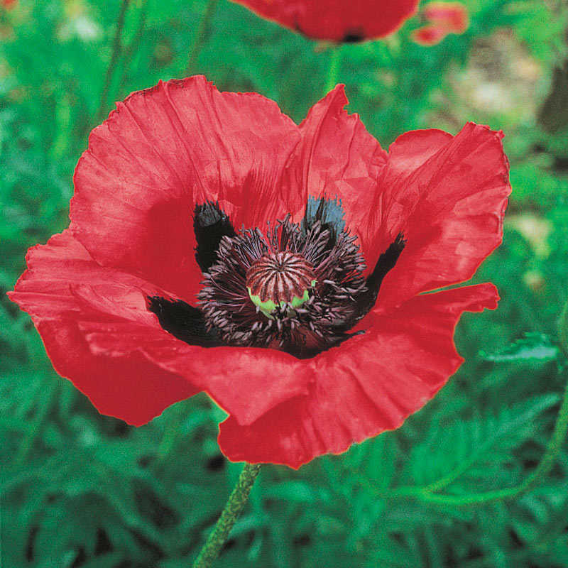 100 Deluxe Mix Oriental Poppy Flower Seeds