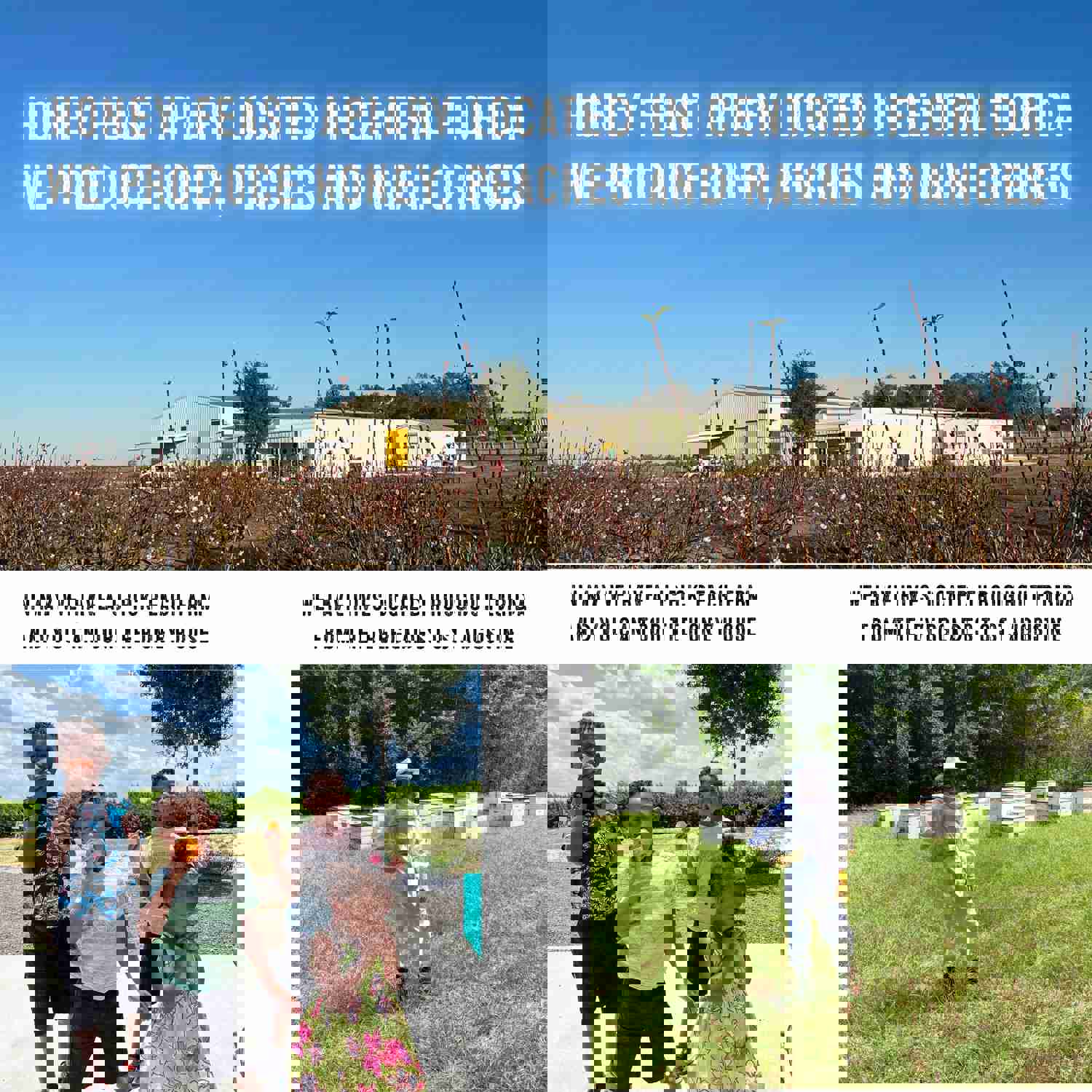 HONEY FEAST Bulk Case Allergy Blend Honey, 12oz Jars (6-Pack) - Raw & Unfiltered with Enhanced Pollen