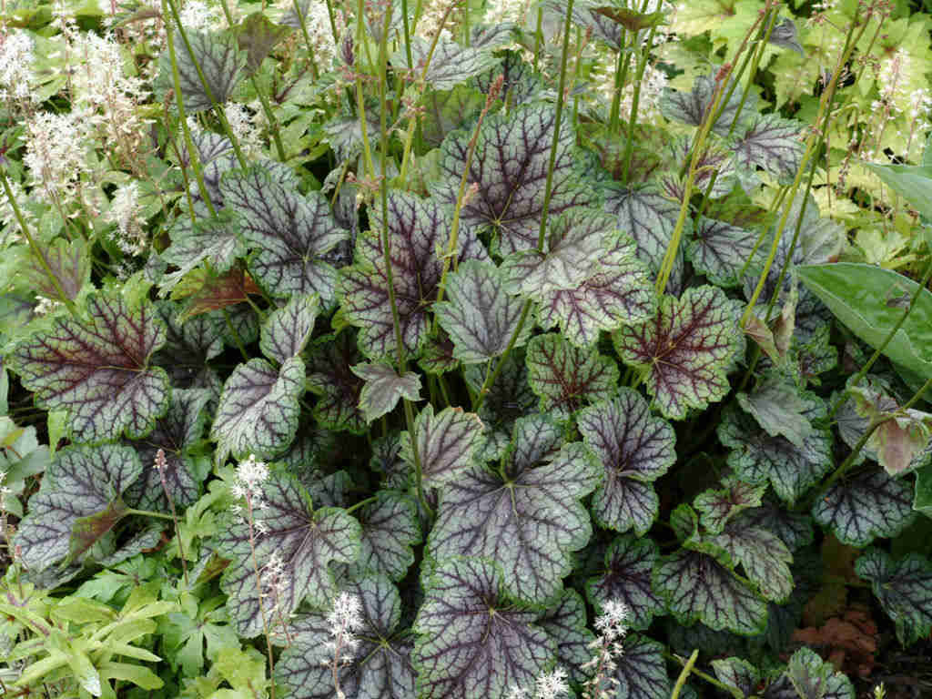 50 Coral Bells Americana Flower Seeds - Heuchera Americana