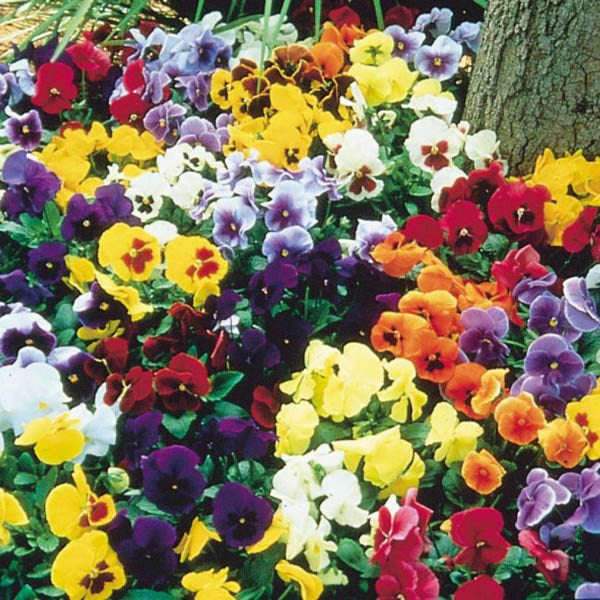 200 Swiss Giants Pansy Mixed Color Flower Seeds
