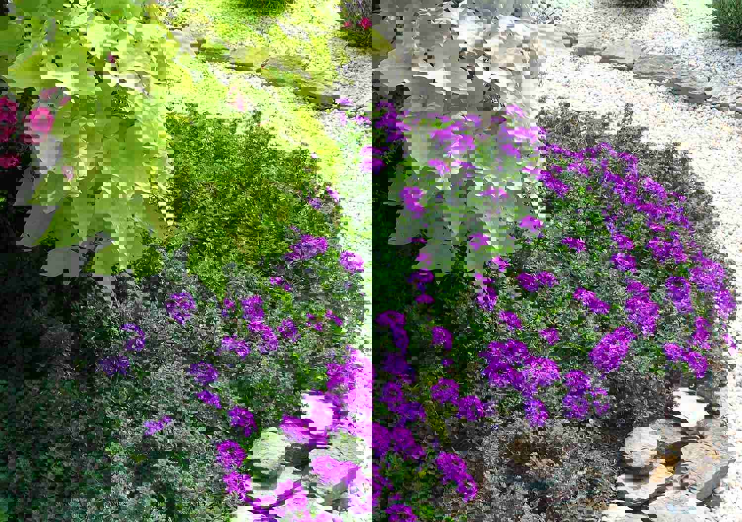 500+ Purple Moss Verbena Flower Seeds for Vibrant Ground Cover