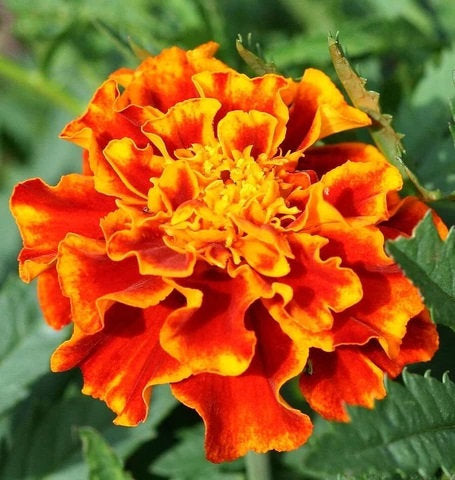 300 Sparky French Marigold Flower Seeds