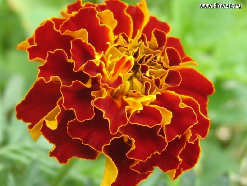 300 Sparky French Marigold Flower Seeds