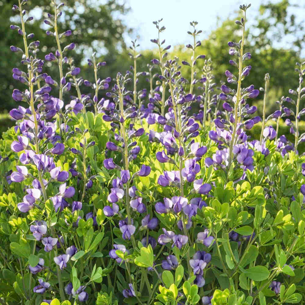 50 Wild Blue Indigo Flower Seeds (Baptisia australis)