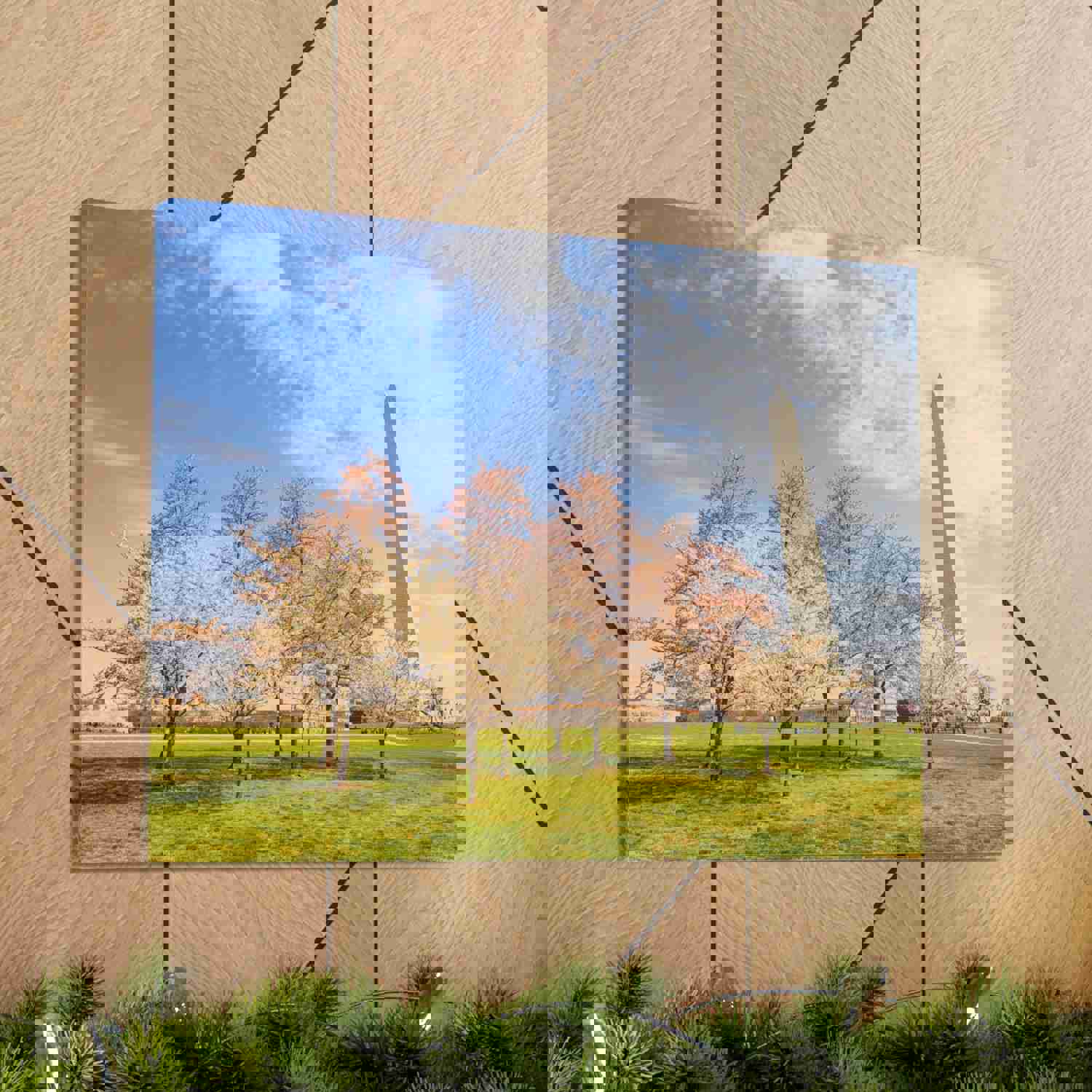 Pink Tree Cherry Blossom Festival at The National Mall Washington Modern Multicolor Scenic Nature Photography Canvas Home Office Decor Ready to Hang