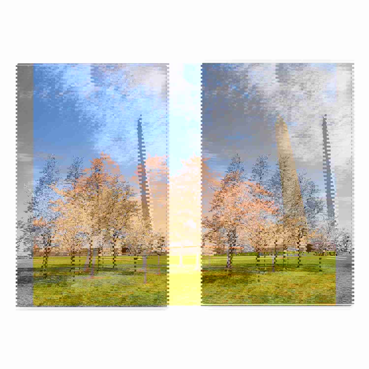 Pink Tree Cherry Blossom Festival at The National Mall Washington Modern Multicolor Scenic Nature Photography Canvas Home Office Decor Ready to Hang
