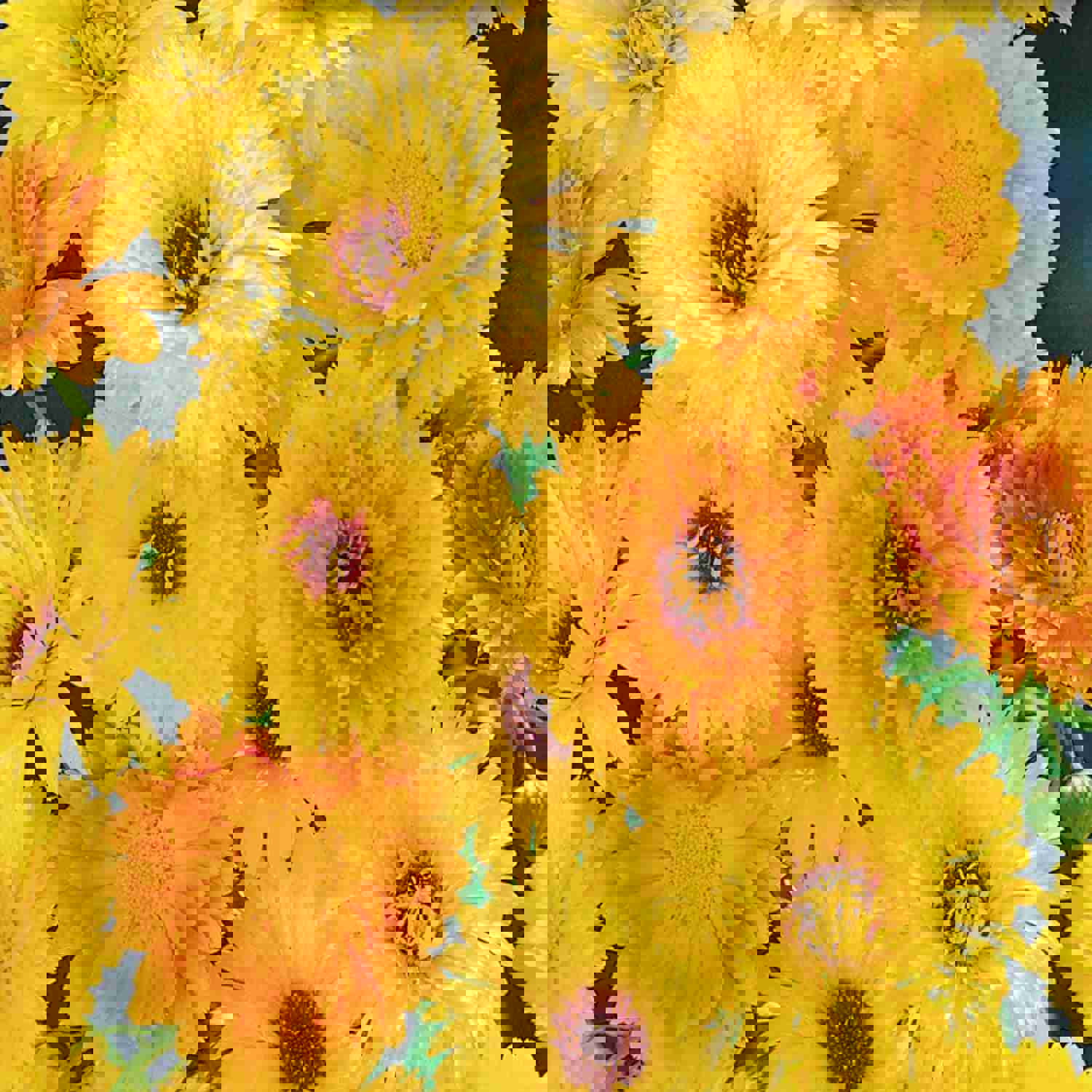 Calendula Seeds, Pacific Beauty Mix