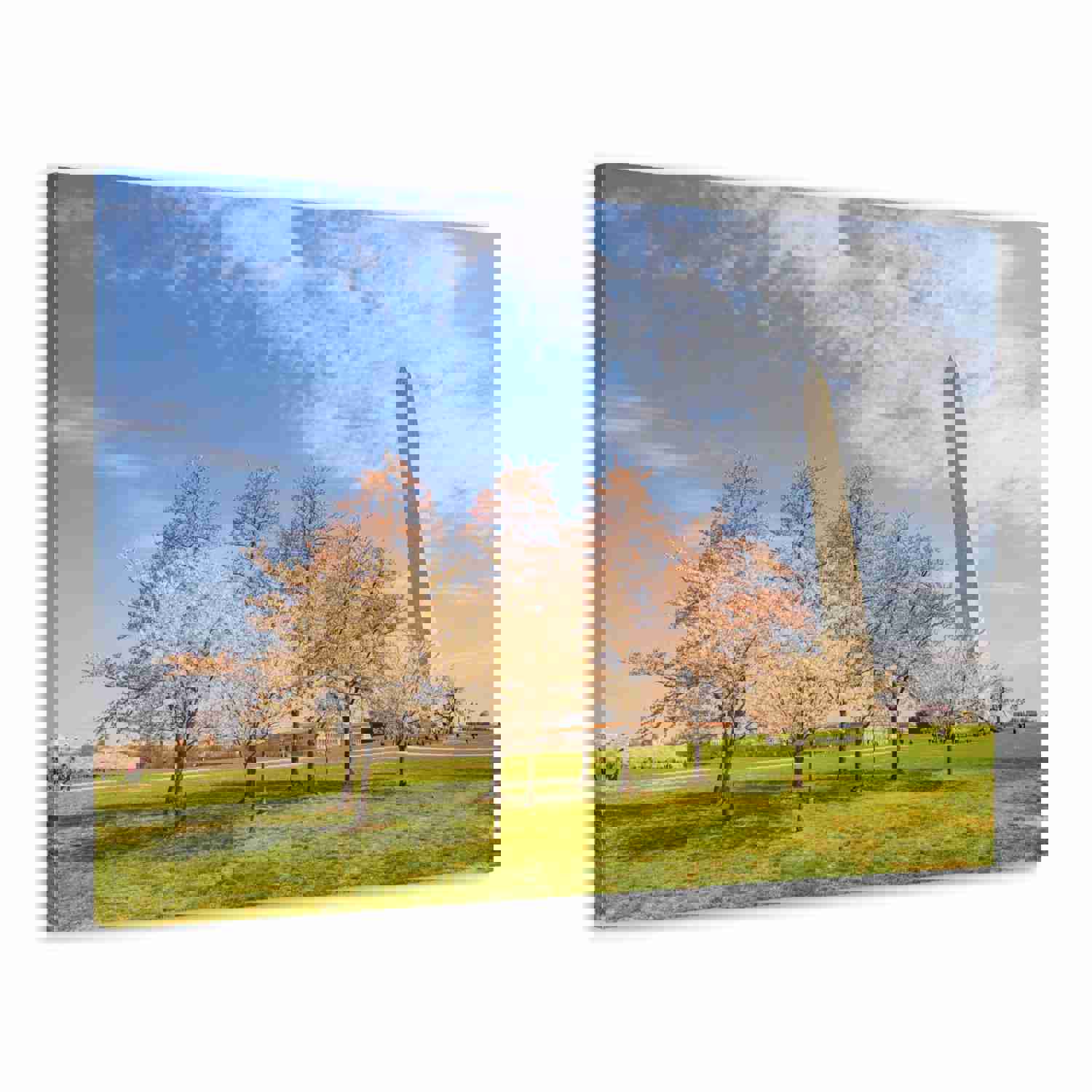 Pink Tree Cherry Blossom Festival at The National Mall Washington Modern Multicolor Scenic Nature Photography Canvas Home Office Decor Ready to Hang