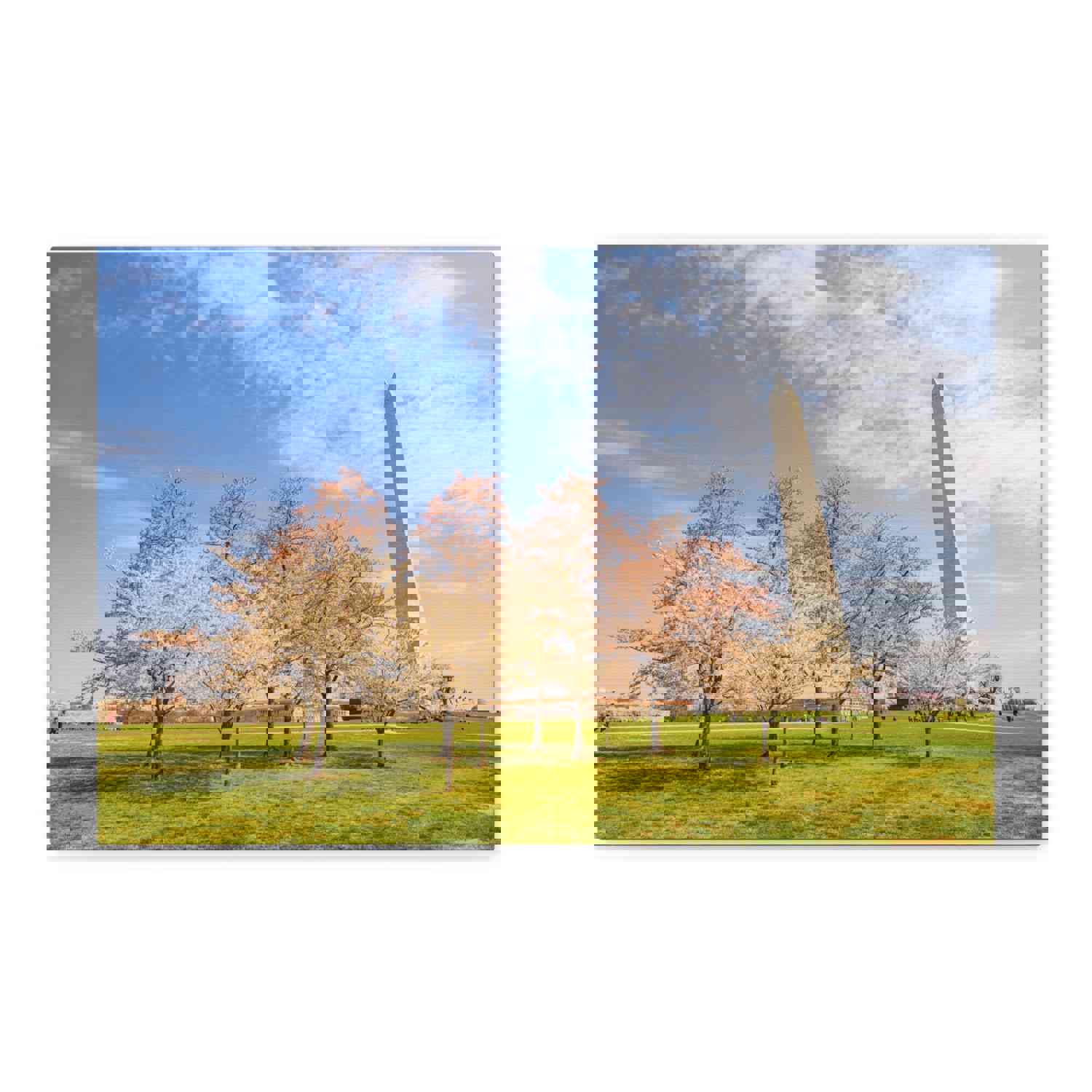 Pink Tree Cherry Blossom Festival at The National Mall Washington Modern Multicolor Scenic Nature Photography Canvas Home Office Decor Ready to Hang