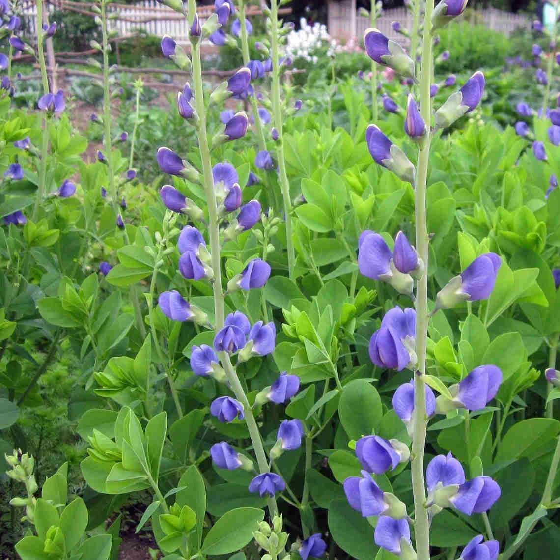 50 Wild Blue Indigo Flower Seeds (Baptisia australis)