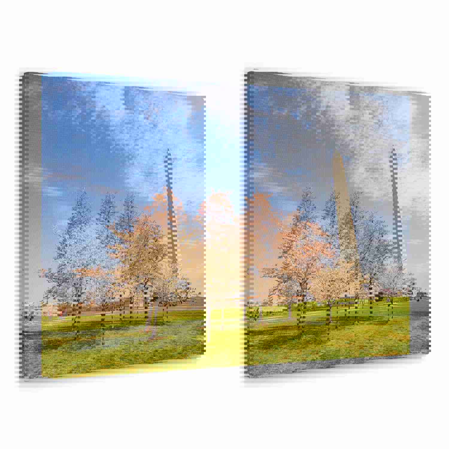 Pink Tree Cherry Blossom Festival at The National Mall Washington Modern Multicolor Scenic Nature Photography Canvas Home Office Decor Ready to Hang