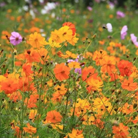 300 Bright Lights Cosmos Flower Seeds - Easy to Grow Annual Flowers