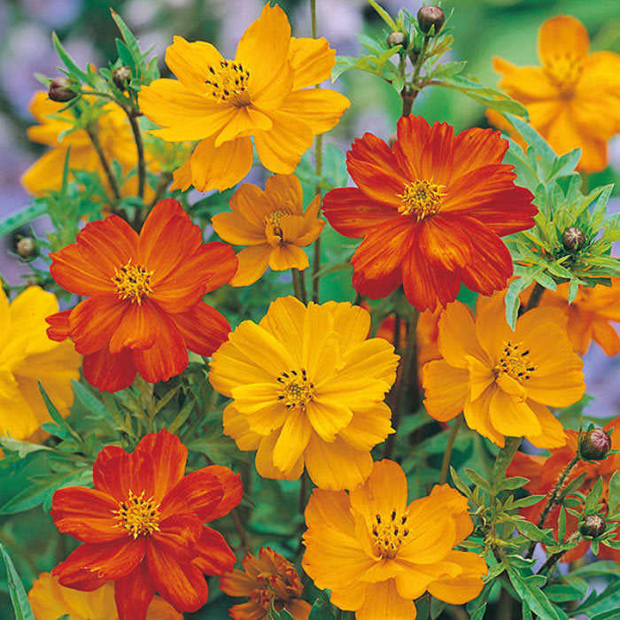 300 Bright Lights Cosmos Flower Seeds - Easy to Grow Annual Flowers