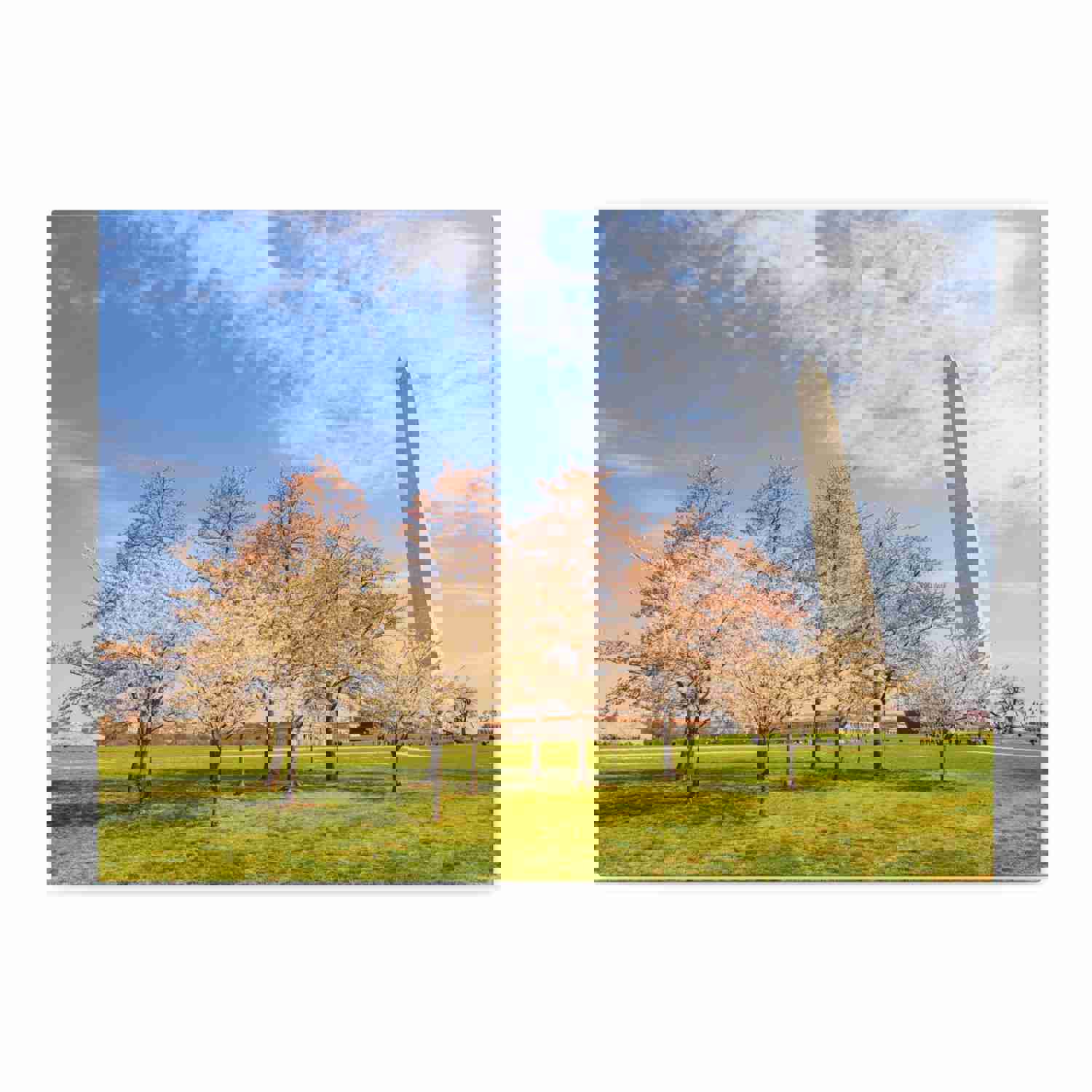 Pink Tree Cherry Blossom Festival at The National Mall Washington Modern Multicolor Scenic Nature Photography Canvas Home Office Decor Ready to Hang