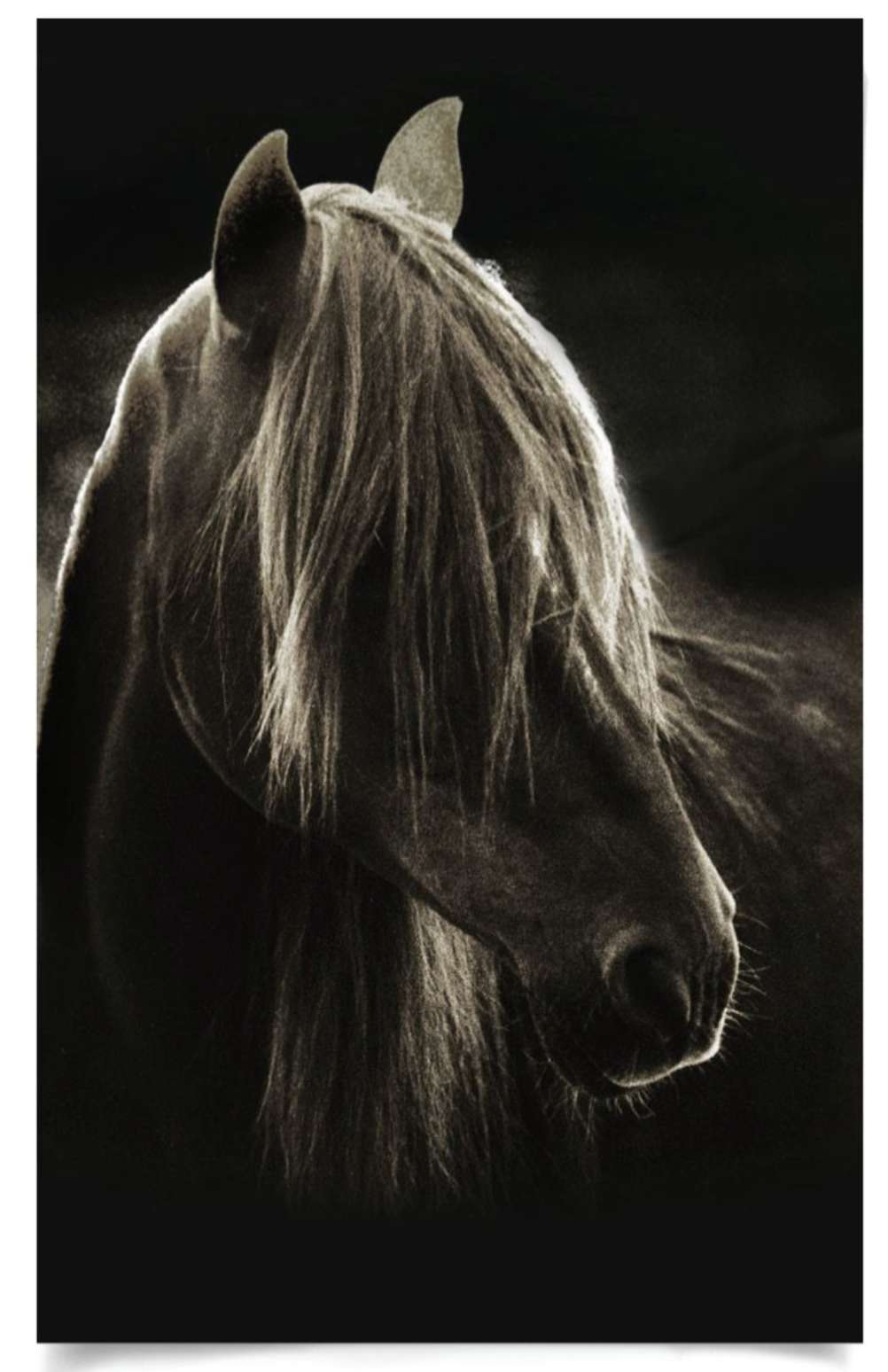 Natural Curiosities Caballus Horse 1 Art - Custom Framed Horse Art Print