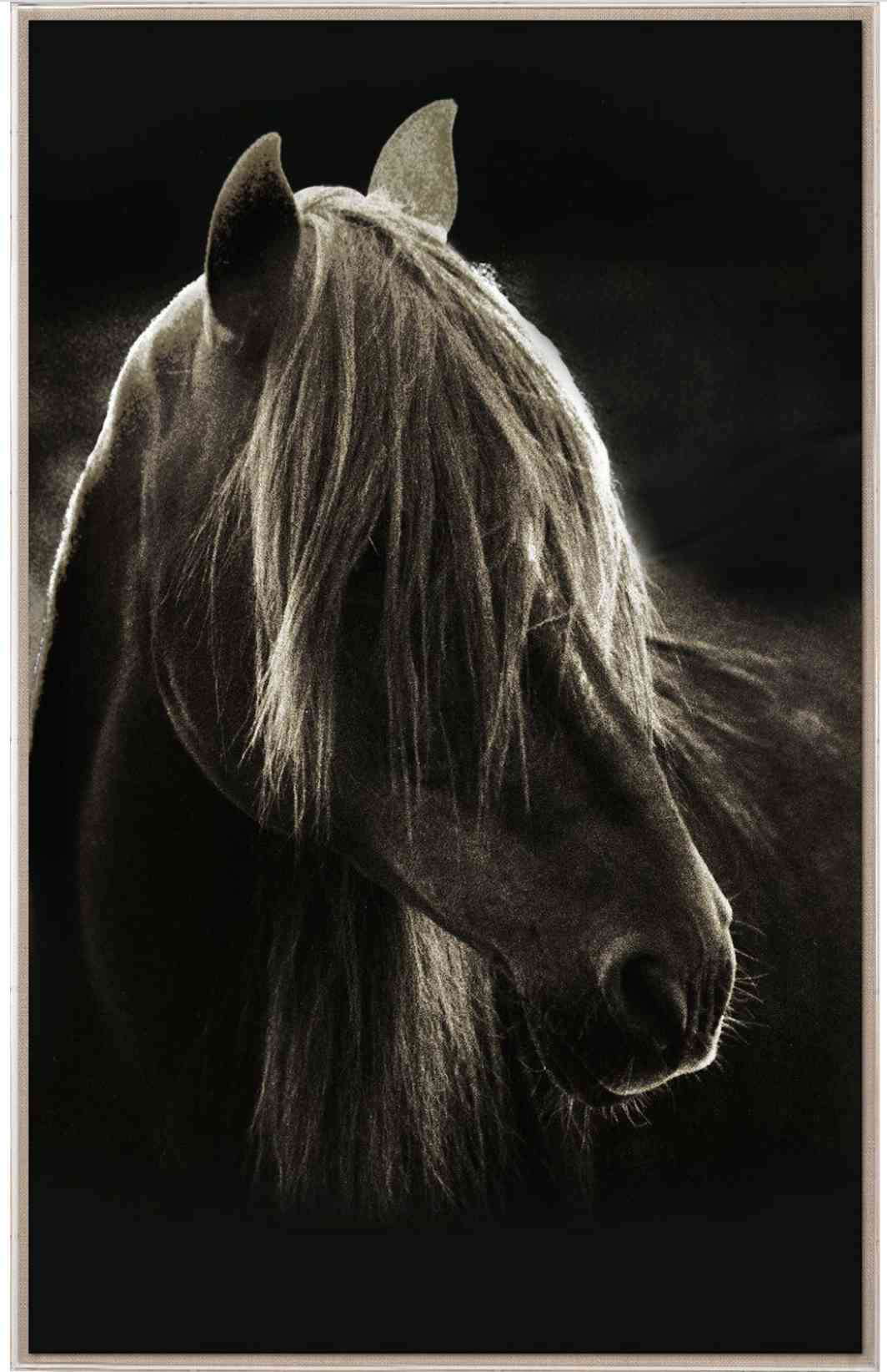 Natural Curiosities Caballus Horse 1 Art - Custom Framed Horse Art Print