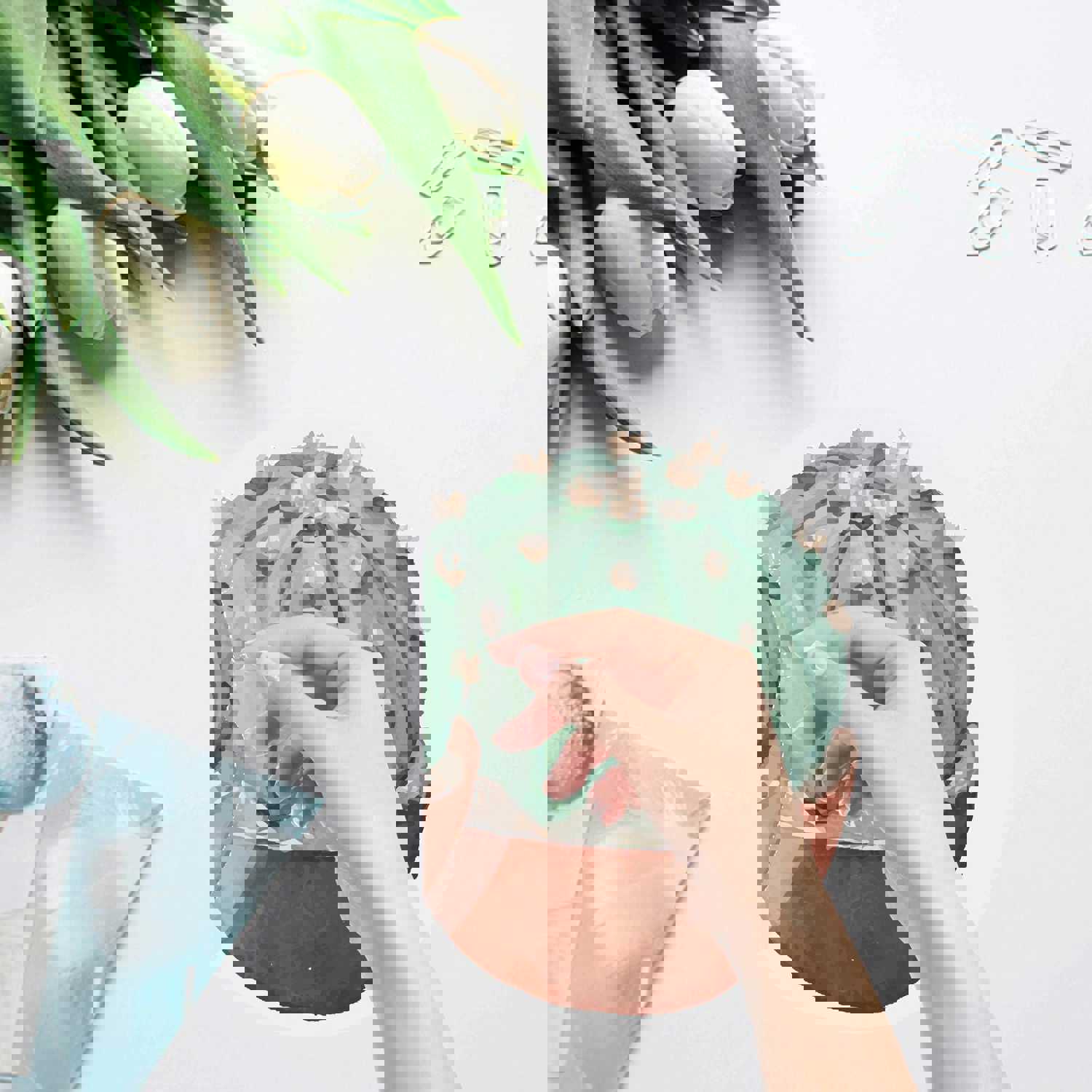 Craspire PVC Wall Sticker Set - Cactus Pattern, Flat Round Shape for Window or Stairway Decoration (4 Styles, 4pcs/set)