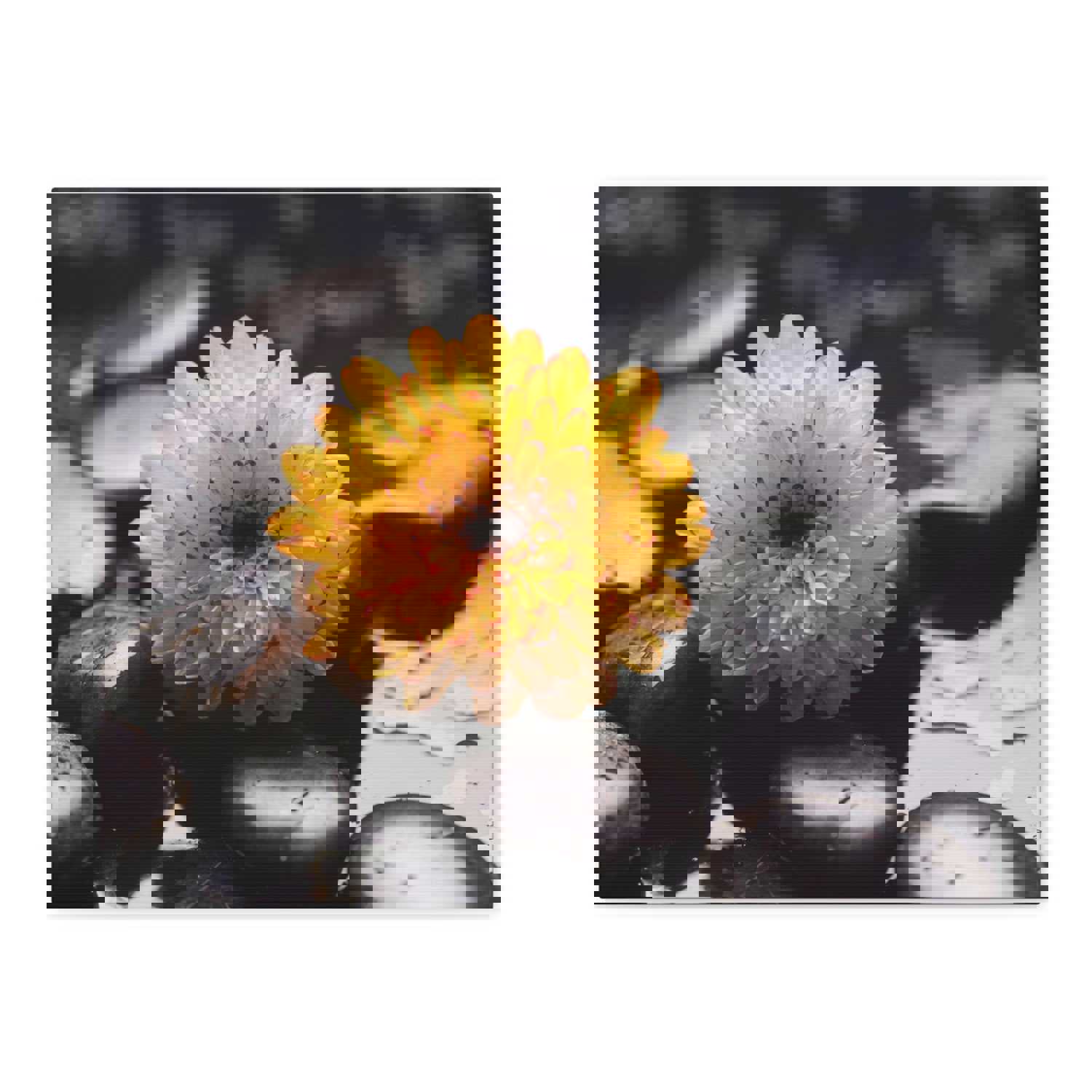 Macro of Yellow Flower Forest Floral Nature Photography Canvas Wall Art for Home Decor