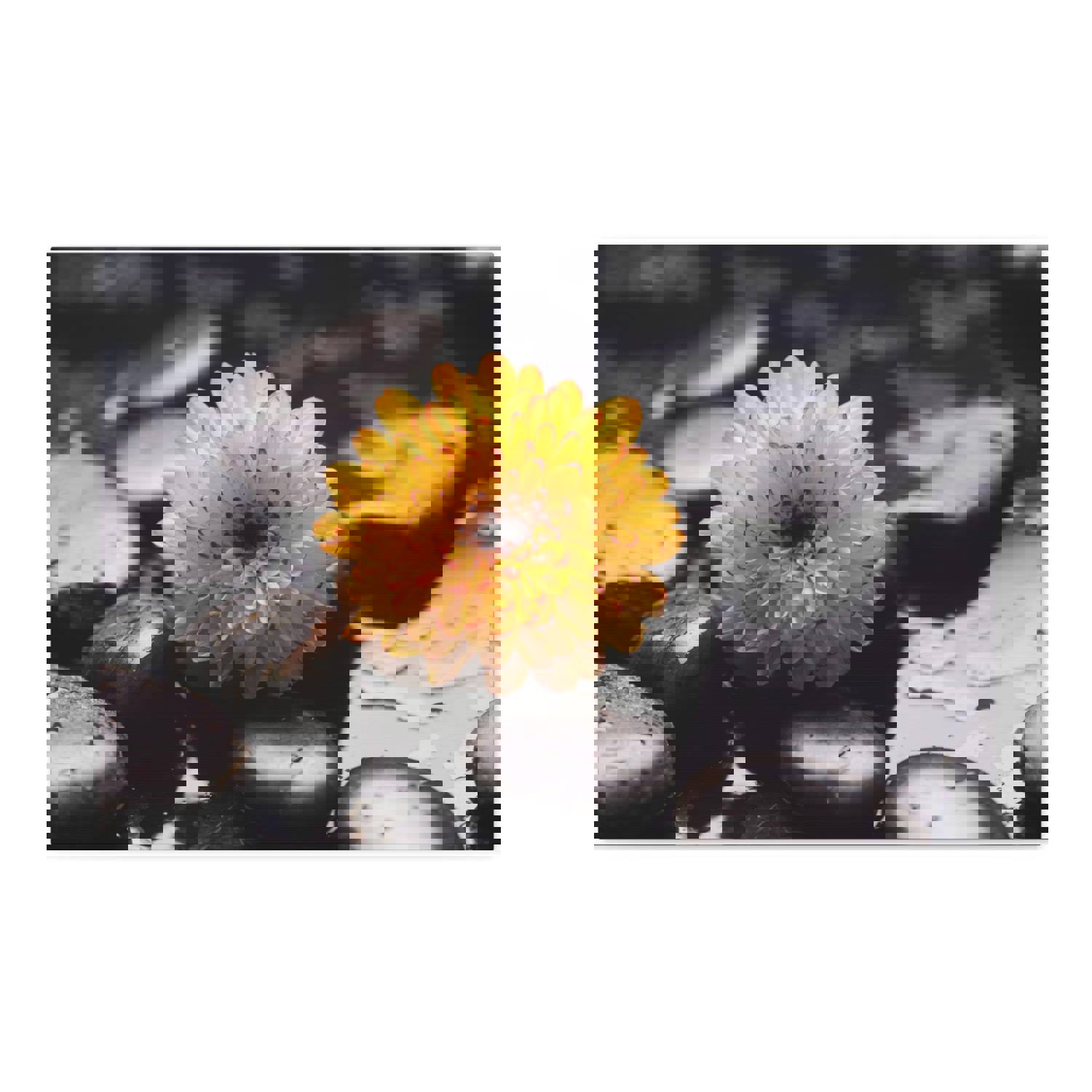 Macro of Yellow Flower Forest Floral Nature Photography Canvas Wall Art for Home Decor