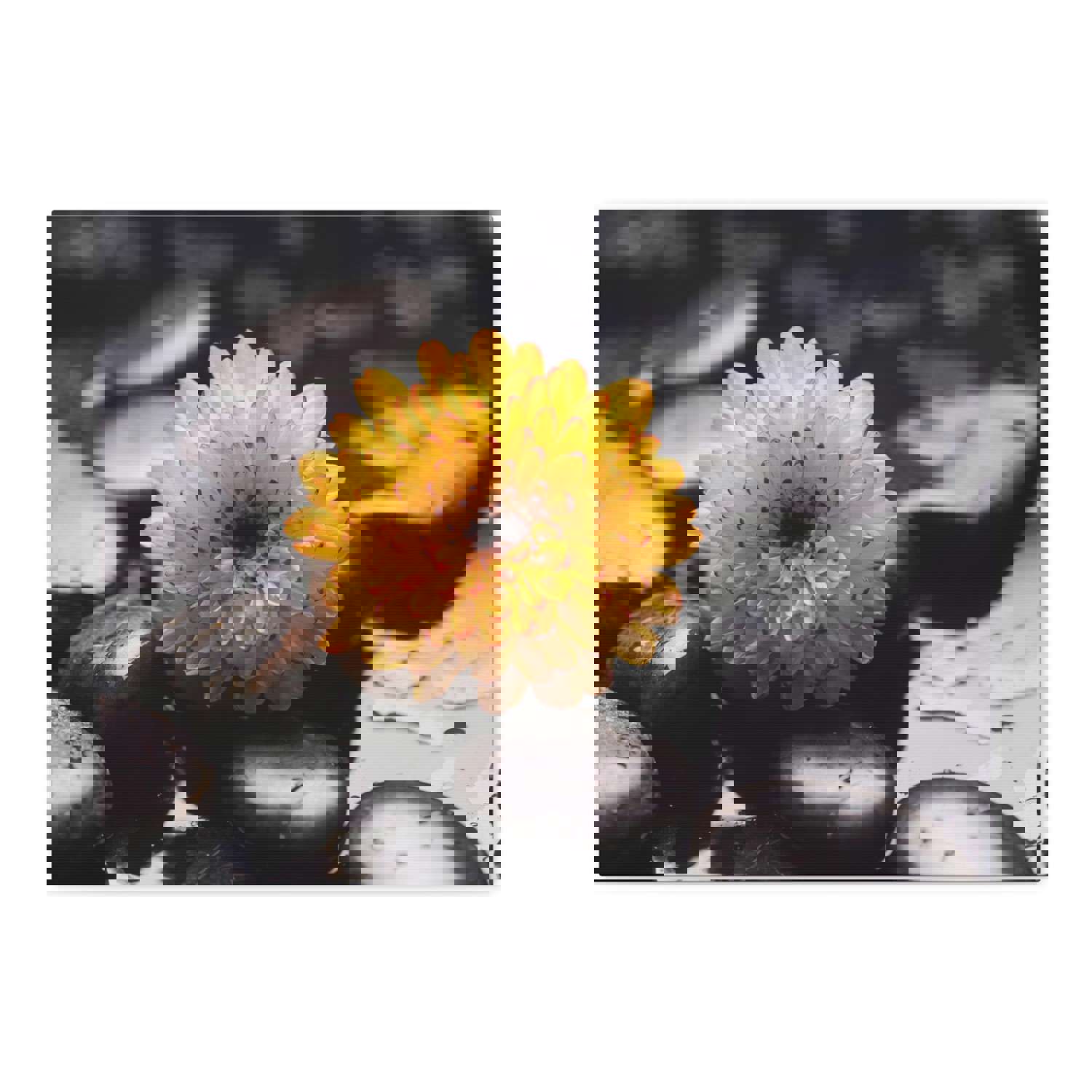 Macro of Yellow Flower Forest Floral Nature Photography Canvas Wall Art for Home Decor