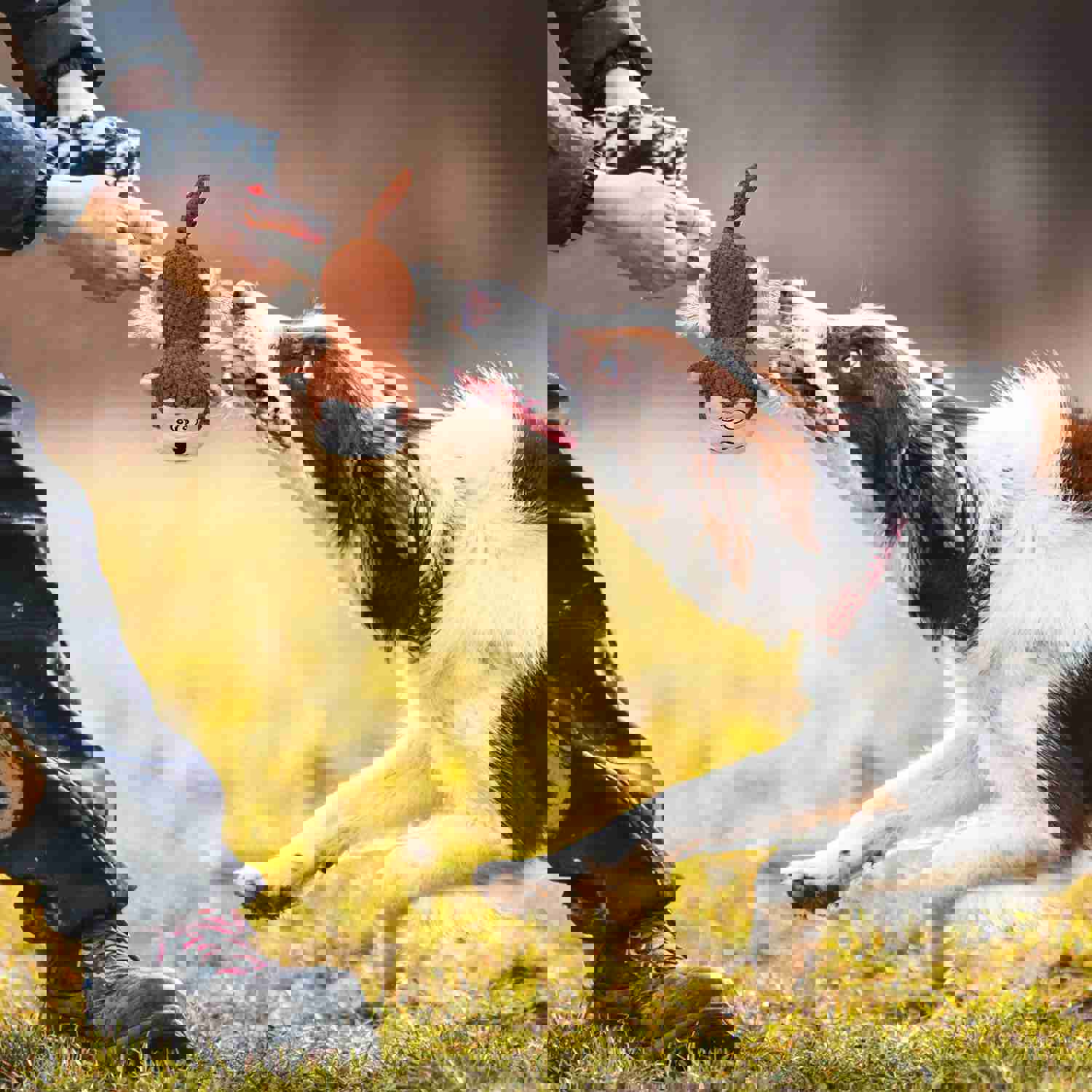 IOKHEIRA Dog Plush Toy for Large Chewers - Squeaky, Crinkle Paper, Soft Chewing Toy