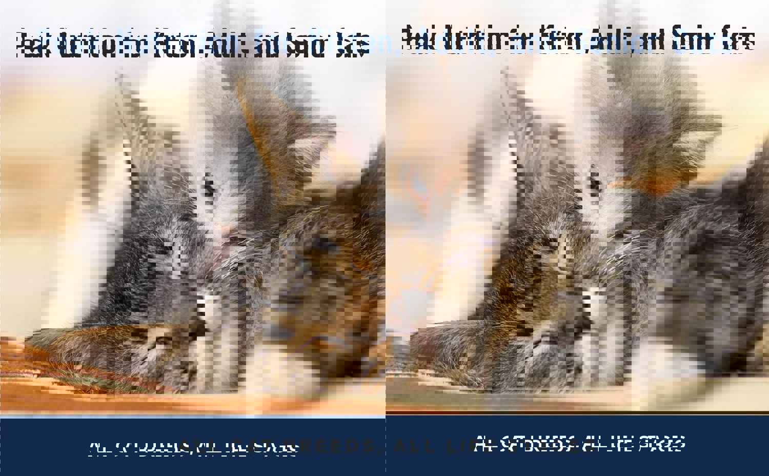 ZiwiPeak Lamb Recipe Wet Cat Food - High Protein, Grain-Free