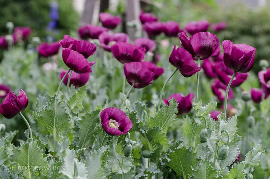500 Laurens Grape Poppy Flower Seeds