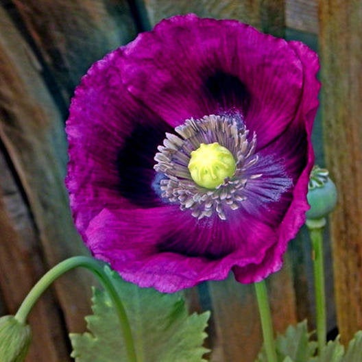 500 Laurens Grape Poppy Flower Seeds