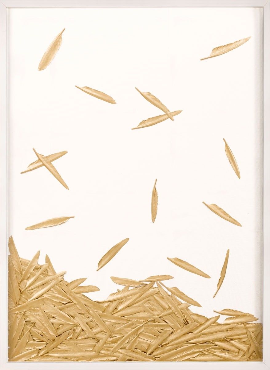 Natural Curiosities Art - Fallen Feathers 2 in White Shadowbox