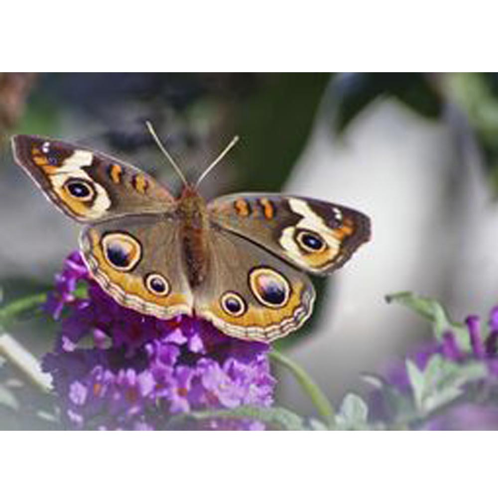 Spotted Butterfly on Purple Flower Wall Decal - Vibrant Home Decor (5 Sizes Available)