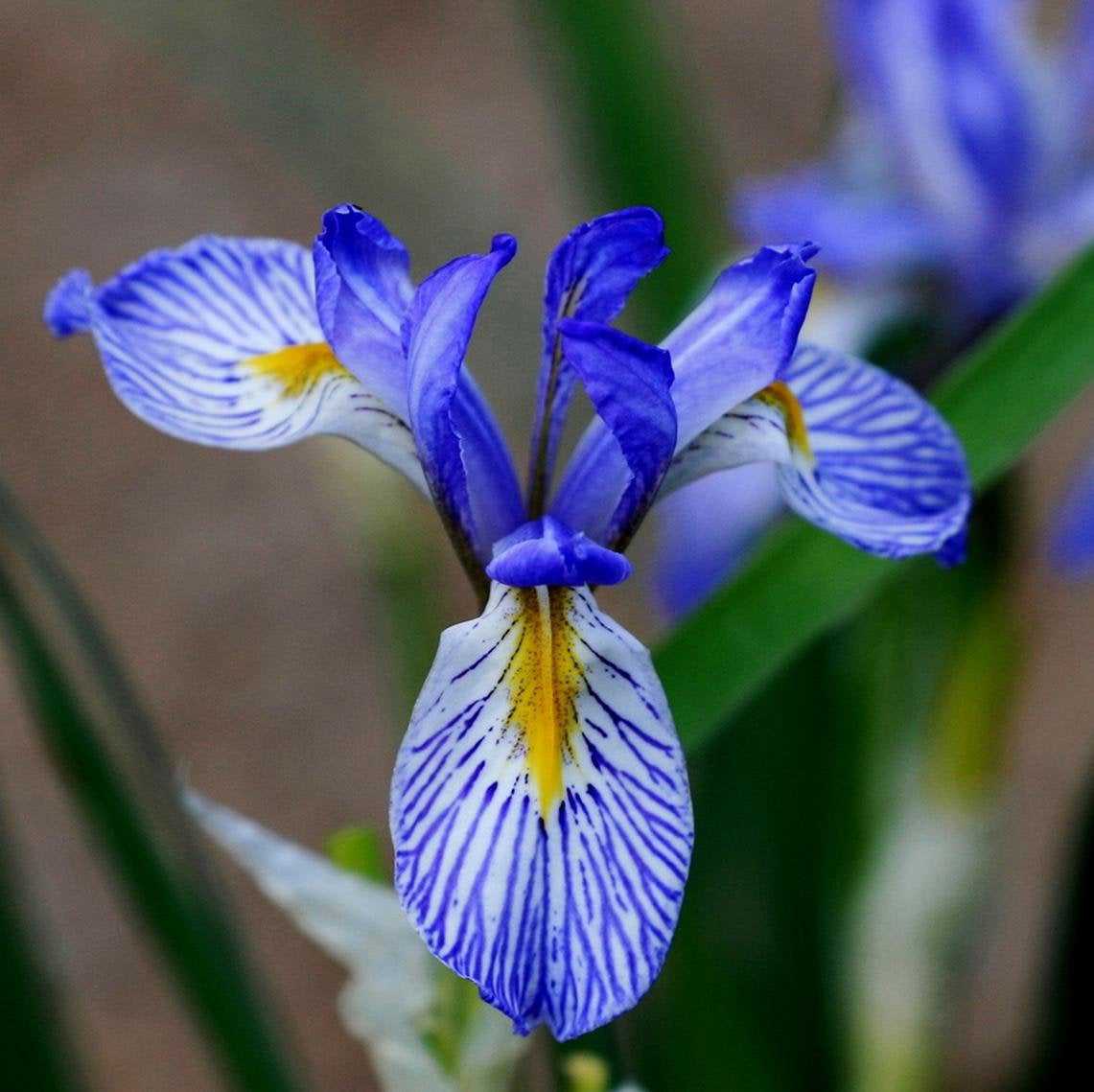 50 Wild Blue Iris Flower Seeds - Rocky Mountain Iris (Iris missouriensis)