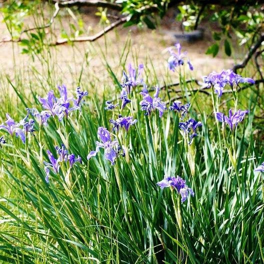 50 Wild Blue Iris Flower Seeds - Rocky Mountain Iris (Iris missouriensis)