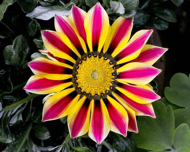 50 Gazania Flower Seeds - African Daisies (Gazania splendens)