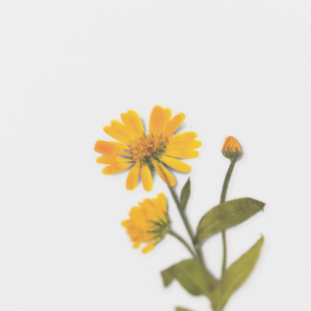 Appree Pressed Flower Stickers - Calendula