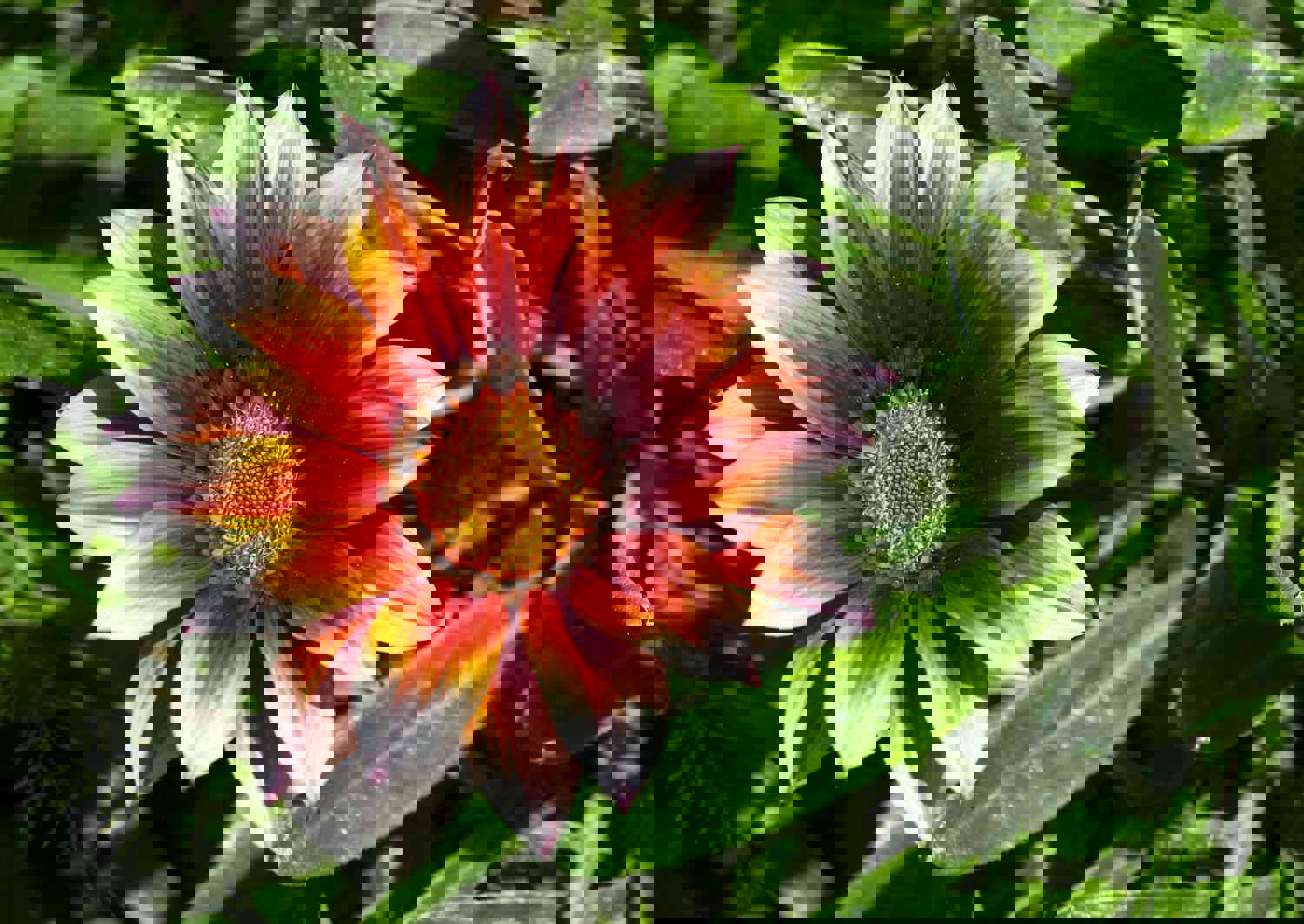 50 Gazania Flower Seeds - African Daisies (Gazania splendens)