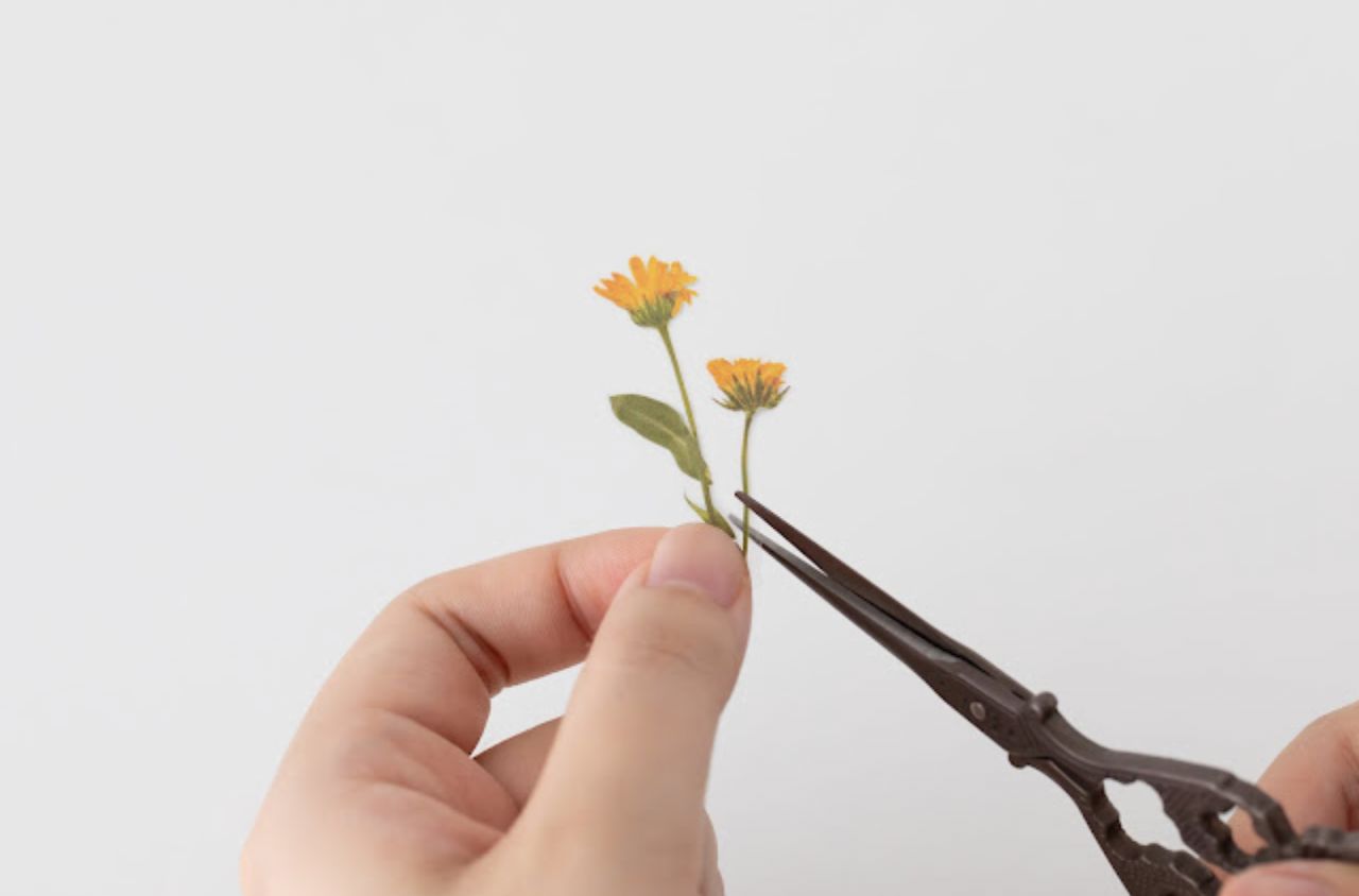 Appree Pressed Flower Stickers - Calendula