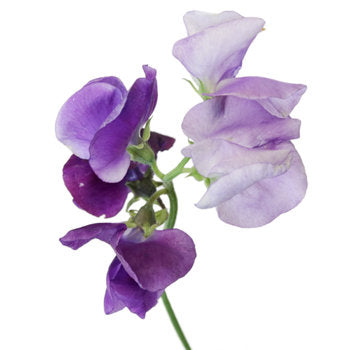 25 Royal Lavender Sweet Pea Flower Seeds - Lathyrus odoratus
