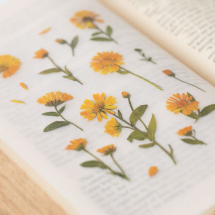 Appree Pressed Flower Stickers - Calendula