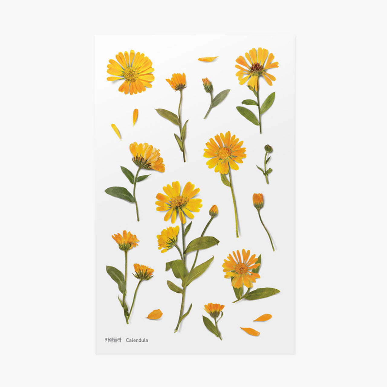 Appree Pressed Flower Stickers - Calendula